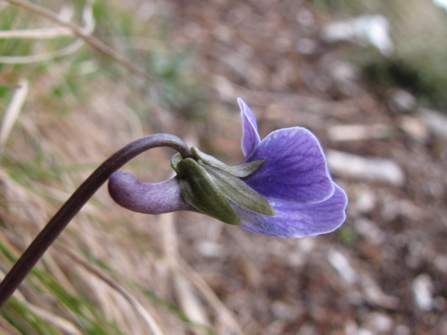 Viola pinnata / Viola pennata